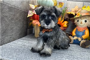 Denton - Miniature Schnauzer for sale