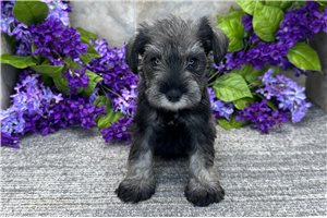 Angelina - puppy for sale