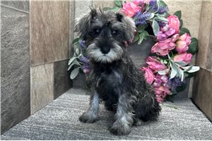 Angelina - Miniature Schnauzer for sale