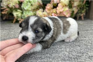 Dominic - puppy for sale