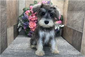 Arrow - Schnauzer, Miniature for sale
