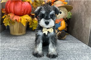 Daniel - Miniature Schnauzer for sale