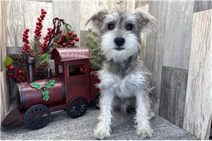 Amelia - Schnauzer, Miniature for sale