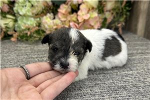 Destiny - puppy for sale