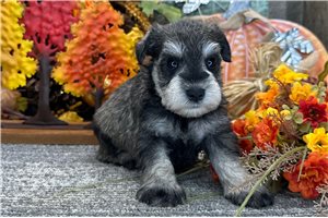 Daniel - puppy for sale