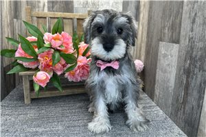 Bernie - Miniature Schnauzer for sale
