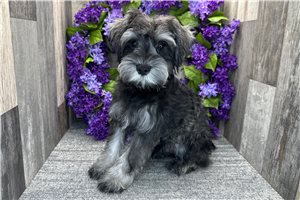 Byron - Schnauzer, Miniature for sale