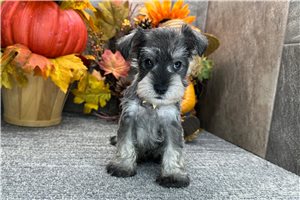 Donovan - Miniature Schnauzer for sale
