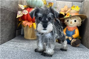 Donovan - Miniature Schnauzer for sale