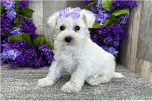 Dawn - Miniature Schnauzer for sale