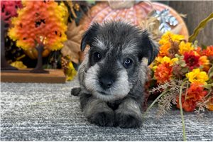 Donovan - puppy for sale