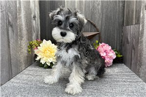 Drew | Puppies For Sale at Pawrade
