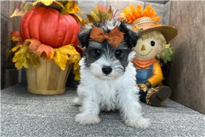 Brexlyn - Miniature Schnauzer for sale