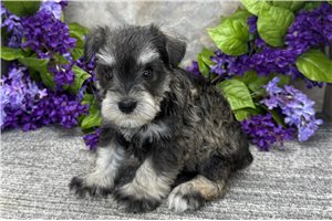 Ashby - puppy for sale