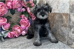 Angelina - Schnauzer, Miniature for sale