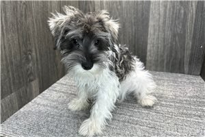 Ace - puppy for sale