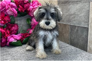 Arrow - Schnauzer, Miniature for sale
