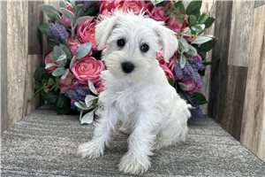 Dorothy - Schnauzer, Miniature for sale