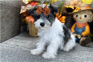 Brexlyn - Miniature Schnauzer for sale