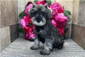 Angelina - Schnauzer, Miniature for sale