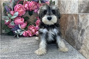 Arrow - Schnauzer, Miniature for sale