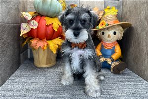 Conner - Miniature Schnauzer for sale