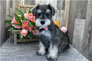 Bobby - Schnauzer, Miniature for sale