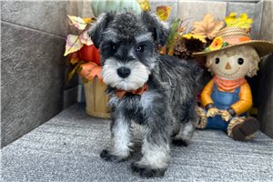 Daniel - Miniature Schnauzer for sale