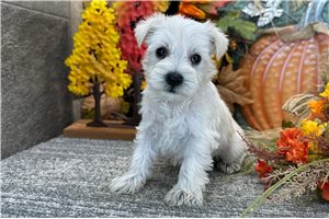 Cynthia - Miniature Schnauzer for sale