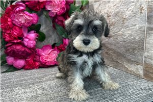 Arrow - Schnauzer, Miniature for sale