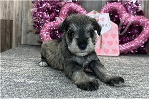 Bunny - puppy for sale