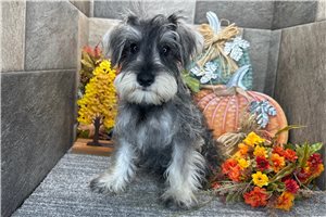 Arthur - puppy for sale