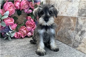 Arthur - Schnauzer, Miniature for sale