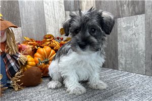 Asher - puppy for sale