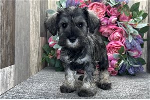 Fernando - Schnauzer, Miniature for sale