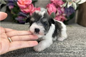 Brexlyn - puppy for sale