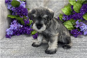 Arthur - puppy for sale