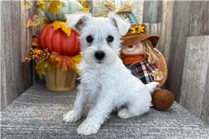 Breslin - puppy for sale