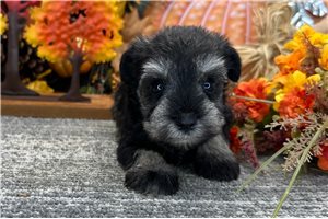 Diane - Miniature Schnauzer for sale