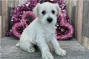 Chance - Schnauzer, Miniature for sale