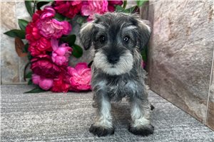 Arthur - Schnauzer, Miniature for sale