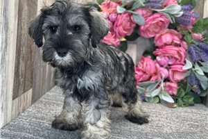 Fernando - Schnauzer, Miniature for sale