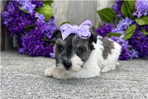 Destiny - Schnauzer, Miniature for sale