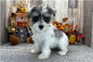 Aria - puppy for sale