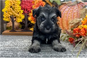 Charlotte - puppy for sale
