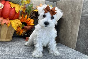 Cynthia - Miniature Schnauzer for sale
