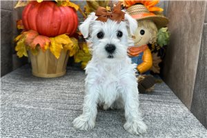 Cricket - Miniature Schnauzer for sale