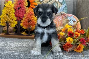 Conner - puppy for sale
