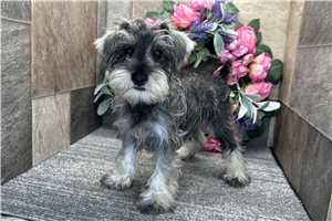 Arthur - Schnauzer, Miniature for sale