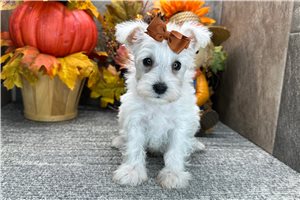 Bonnie - Miniature Schnauzer for sale